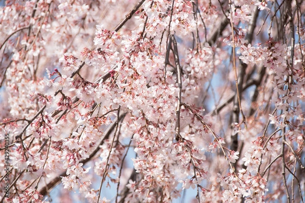 Obraz 枝垂桜
