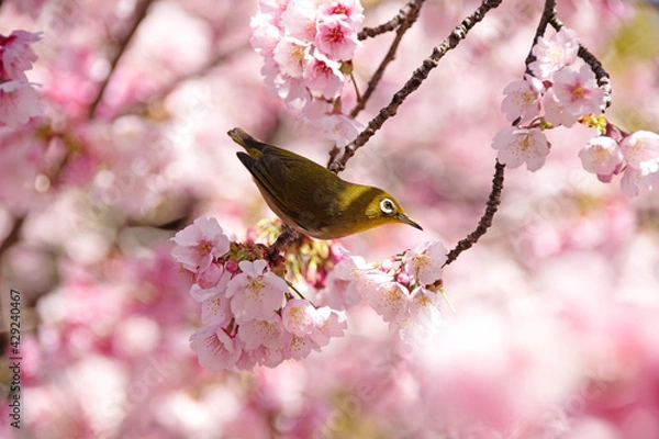 Obraz 桜とめじろ