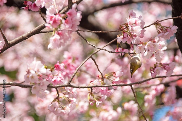 Obraz 桜とめじろ