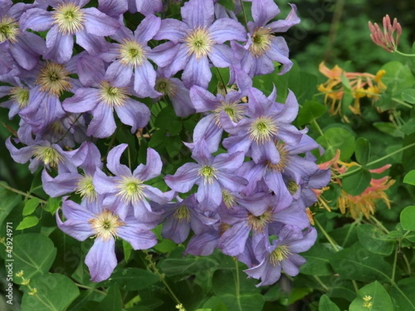 Obraz Clematis "Prince charles"