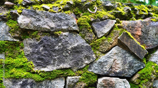 Obraz The grey limestones with the green ferns texture for landscape design. The ground design for garden. Natural garden design. Rocks and plants texture background.