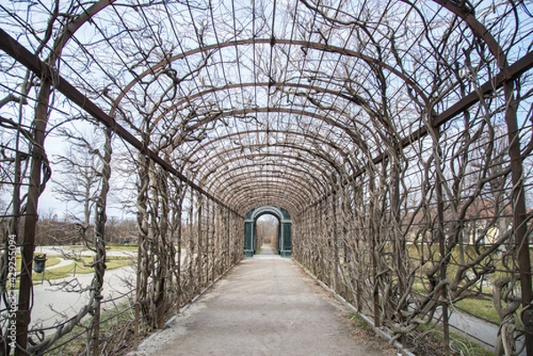 Obraz dry vine tunnel