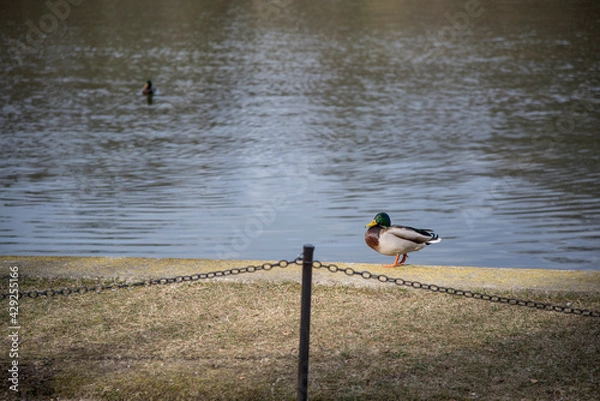 Obraz duck beside a lake