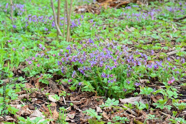 Fototapeta A close-up on beautiful pulmonaria, lungwort blooming with pink and purple delicate flowers in the woodland, forest. Pulmonaria flowers as an ornamental garden plant.