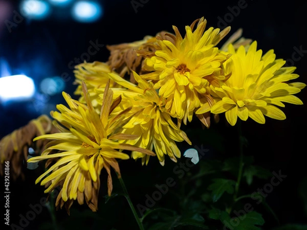 Fototapeta yellow withered chrysanthemums in a vase standing by the window