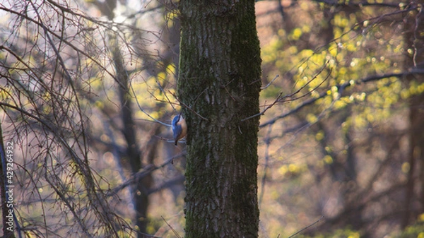 Fototapeta Bird-in-forest-2