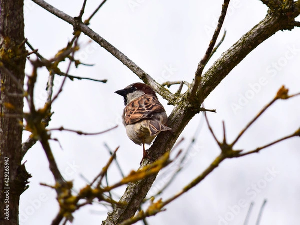 Obraz bird on a branch
