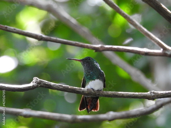 Obraz black capped kingfisher