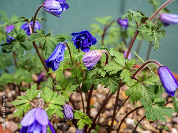 Fototapeta Spring flowers in the garden.