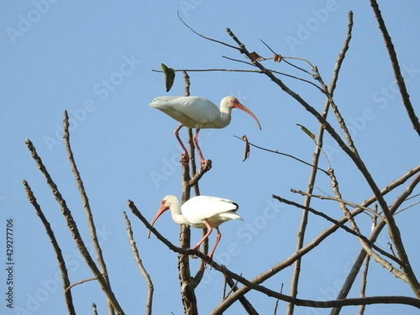 Obraz Ibis blanco 