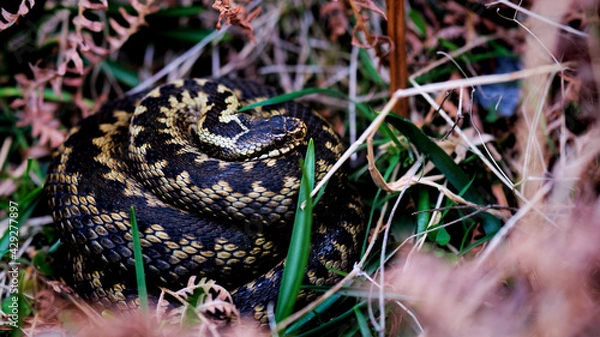 Fototapeta Adder snake coiled up in grass and bracken