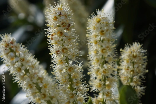 Obraz Spring white flower
