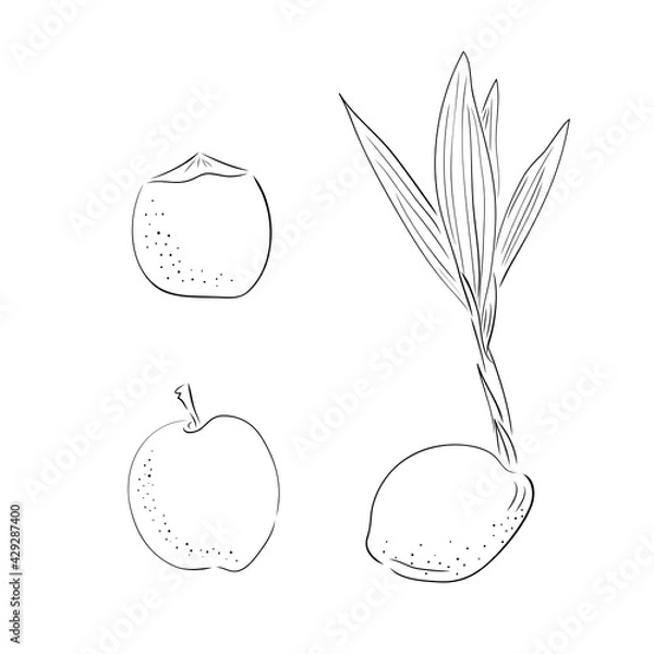 Fototapeta New born coconut. set. Vector illustration of a nut. Sprout and the beginning of life of a tree in the style of hand drawing.