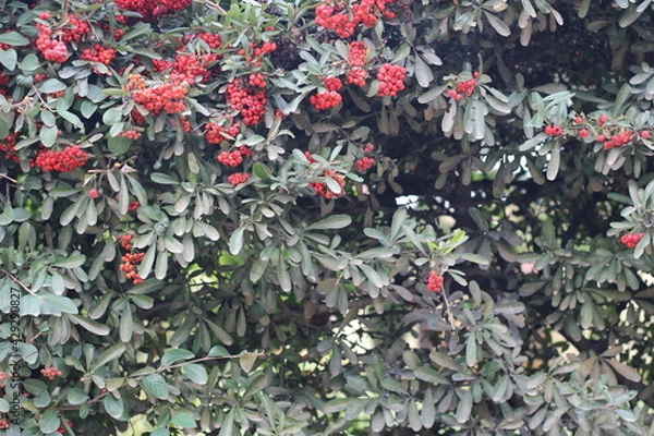 Fototapeta red peppers on a bush