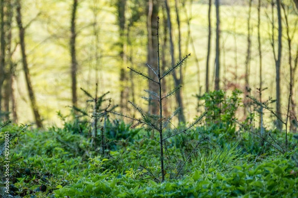 Fototapeta Wiederaufforstung im Mischwald durch anpflanzen von Jungbäumen