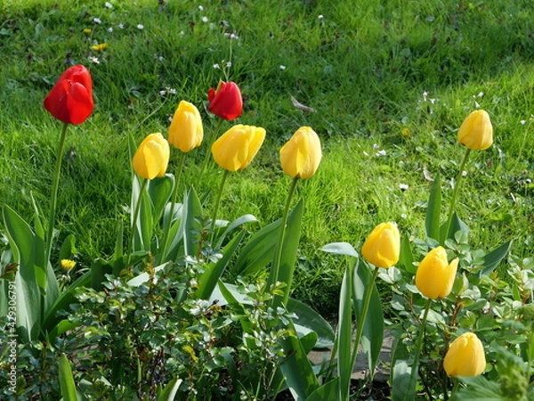 Obraz tulips in spring
