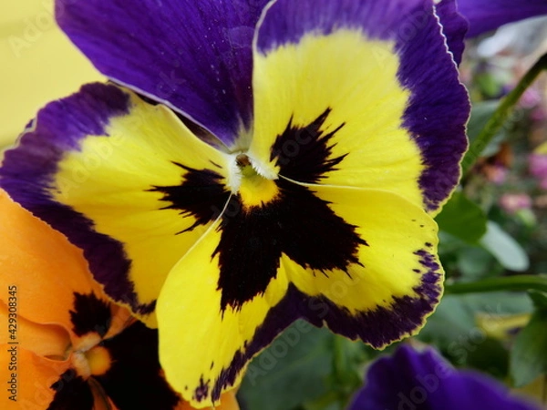 Obraz purple and yellow flower