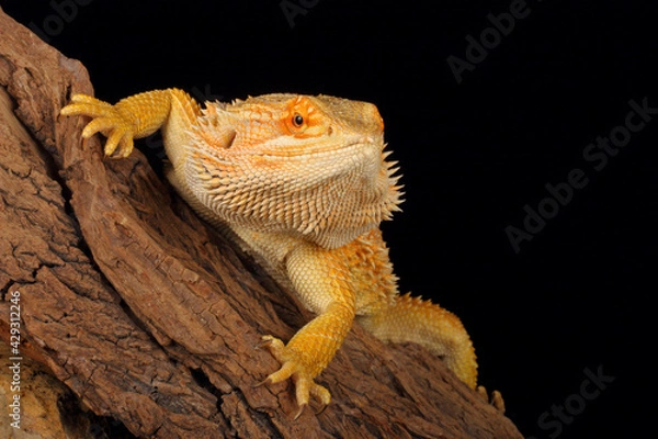 Obraz Bearded Dragon (Pogona vitticeps).