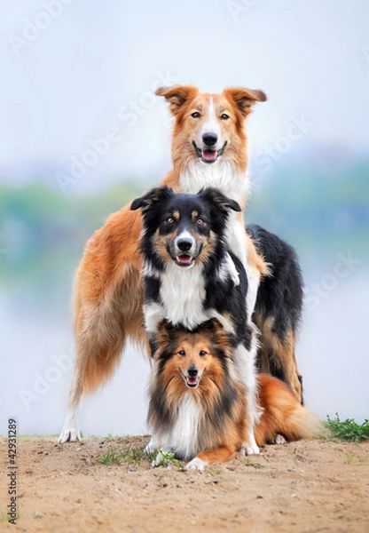 Obraz composition of the three dogs border collie and sheltie