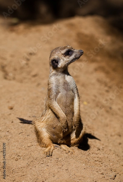 Obraz suricata in zoo