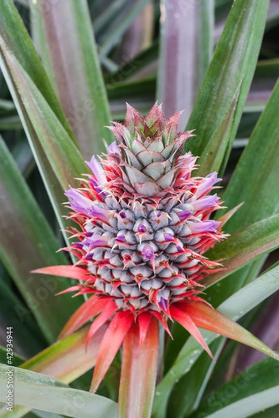 Obraz immature pineapple