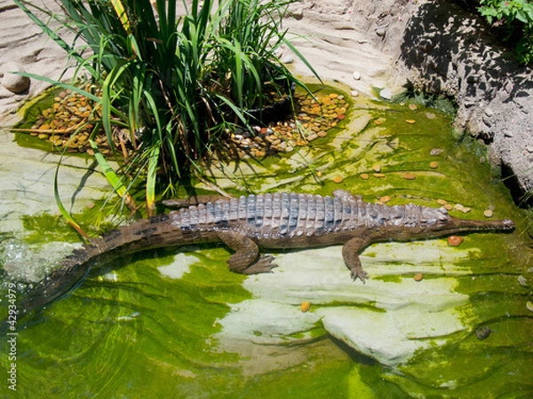 Obraz crocodile
