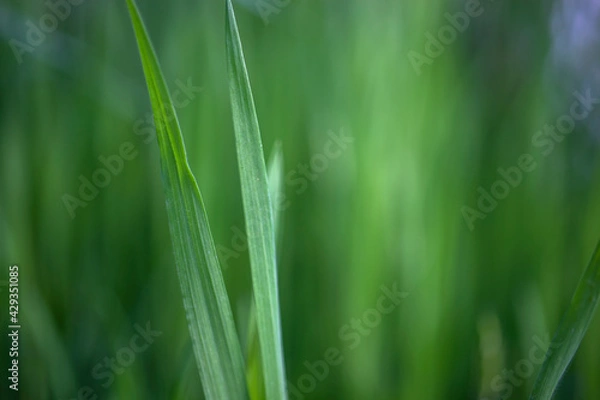 Fototapeta green grass background
