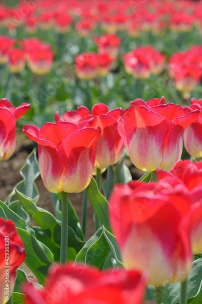 Obraz チューリップ