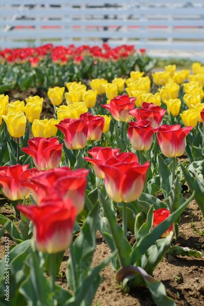 Obraz チューリップ