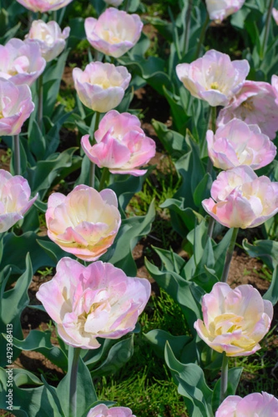 Obraz チューリップ