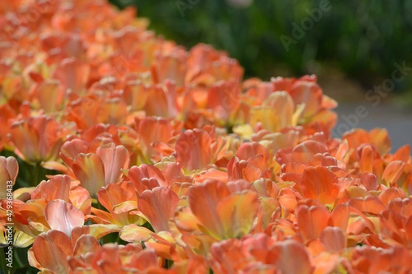 Obraz チューリップ