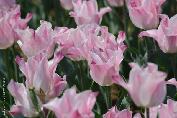 Obraz チューリップ