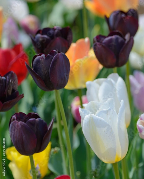 Obraz チューリップ