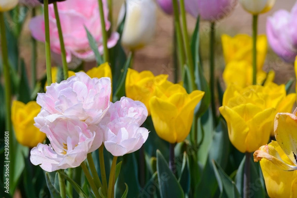 Obraz チューリップ