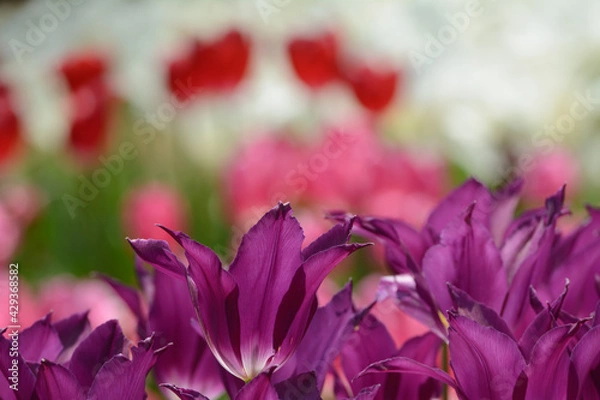 Obraz チューリップ