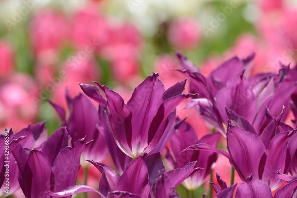 Obraz チューリップ