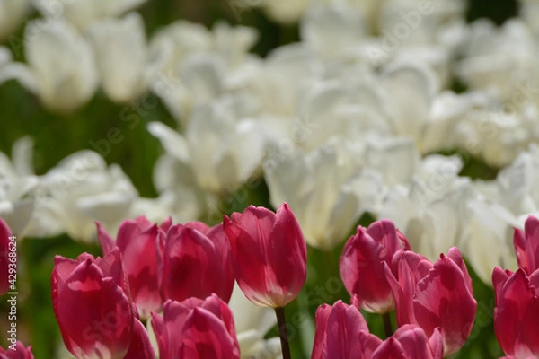 Obraz チューリップ