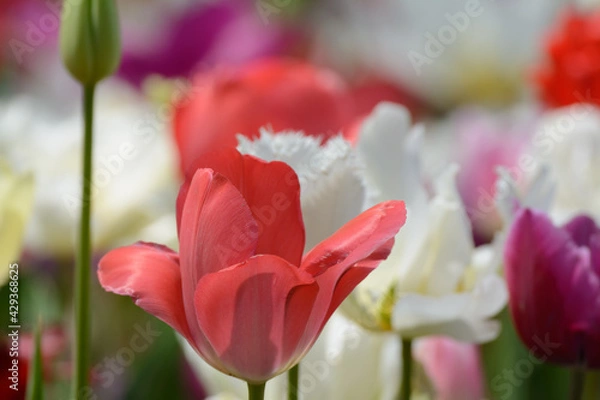 Obraz チューリップ