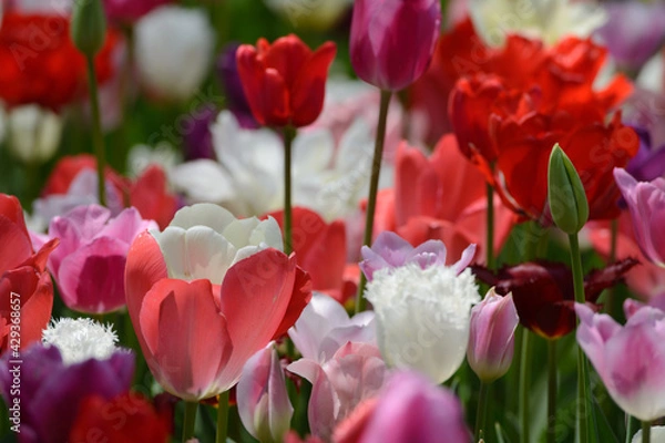 Obraz チューリップ