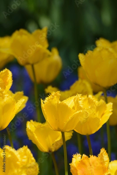 Obraz チューリップ