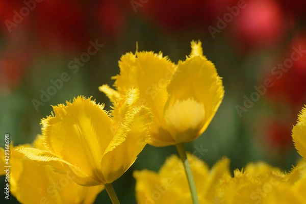 Obraz チューリップ