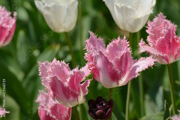 Obraz チューリップ