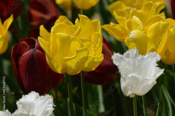 Fototapeta チューリップ