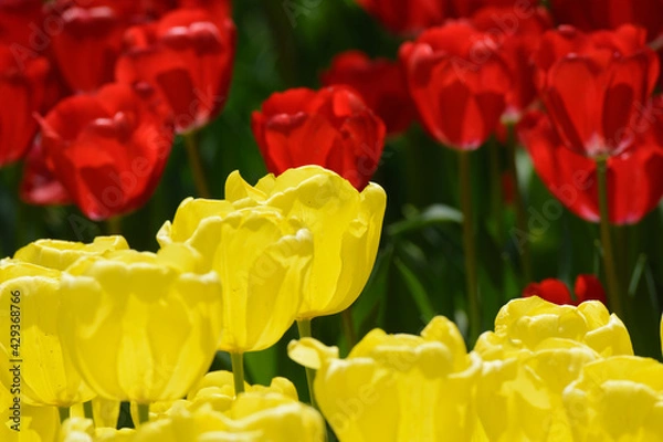 Obraz チューリップ