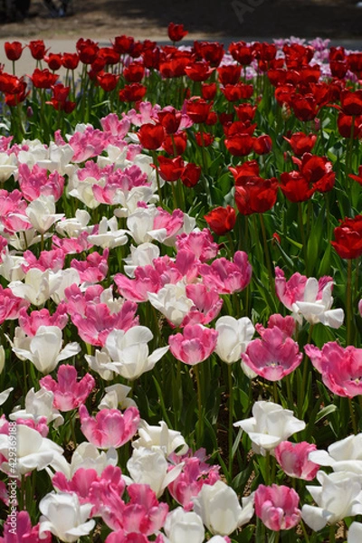 Obraz チューリップ