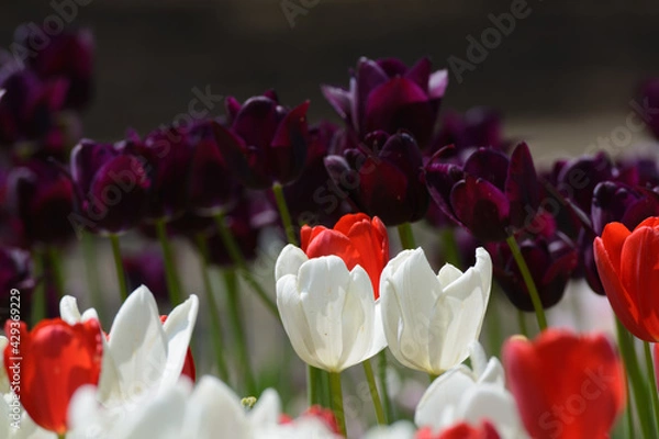 Obraz チューリップ