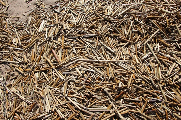 Fototapeta Dry stems of last year's grass on a sand of a beach in early spring for a natural background