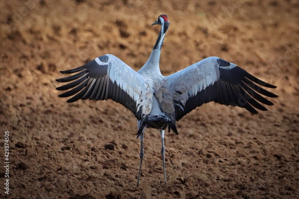 Obraz Kranich Rückseite
