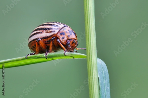 Obraz Kartoffelkäfer