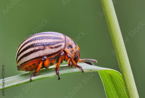 Obraz Kartoffelkäfer 2